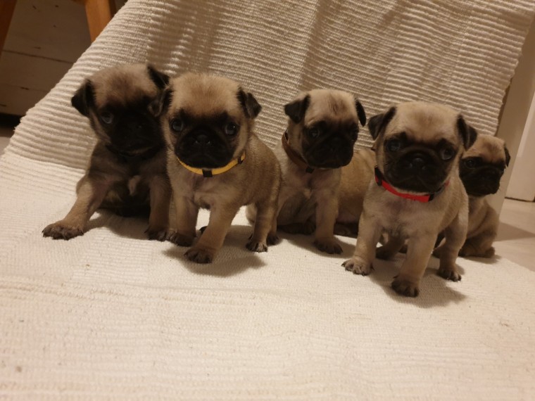 Healthy Pug Puppies Ready To Go! Image eClassifieds4u