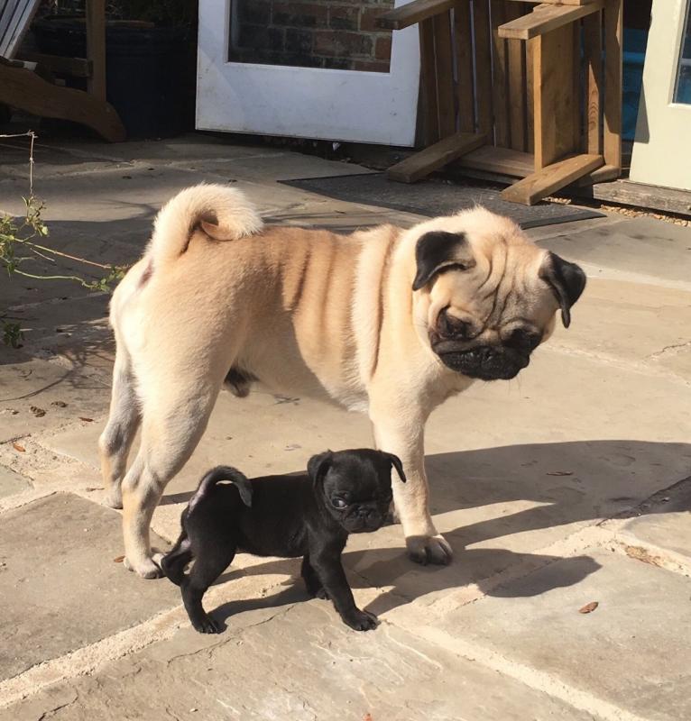 High Quality Male And Female Pug Puppies Image eClassifieds4u
