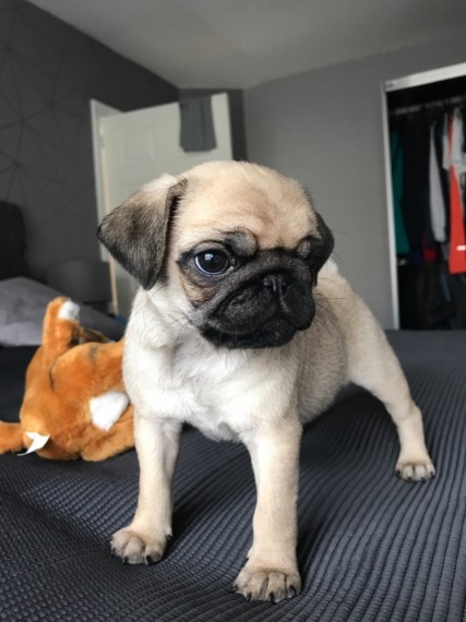 High Quality Male And Female Pug Puppies Image eClassifieds4u