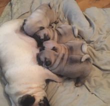 4/4 Adorable Pug Puppies Image eClassifieds4U