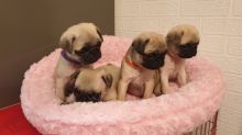Potty Trained Pug Puppies Image eClassifieds4U