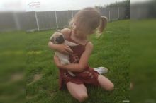 Tan, Fawn and Brindle Pug Puppies Image eClassifieds4U