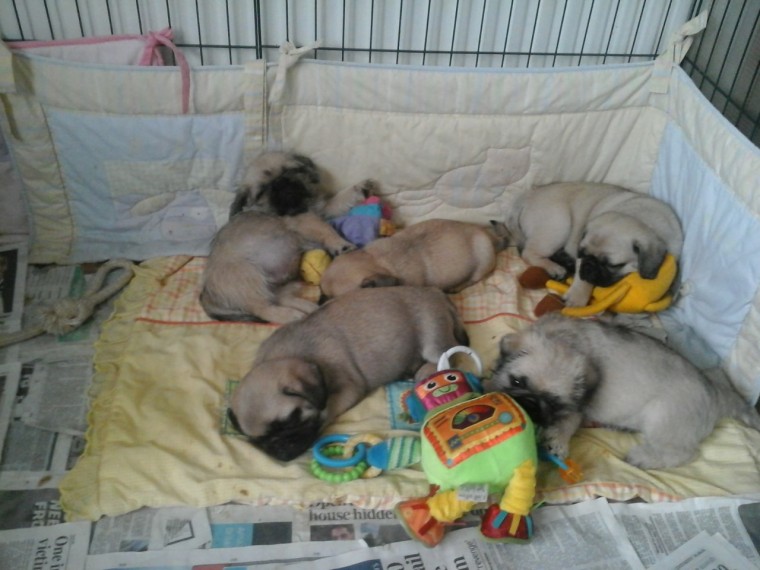 Multigeneration Curly Coated Pug Puppies Image eClassifieds4u