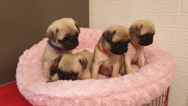 Potty Trained Pug Puppies Image eClassifieds4u