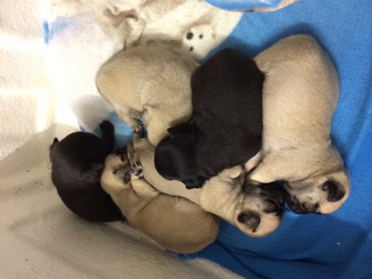 Unique Quality Pug Puppies Image eClassifieds4u