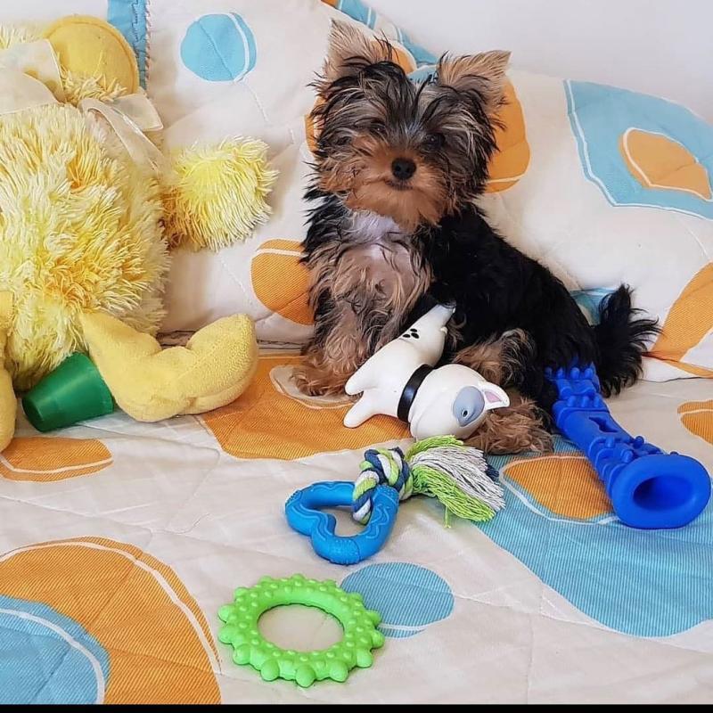 Marvelous Yorkie Puppies Available Image eClassifieds4u