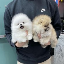 Pomeranian Puppies for adoption