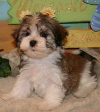 cute male and female havanese puppies for free adoption