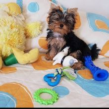 Marvelous Yorkie Puppies Available