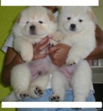 Two cute Chow Chow Puppies for Adoption