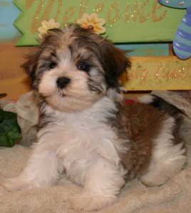 cute male and female havanese puppies for free adoption Image eClassifieds4u