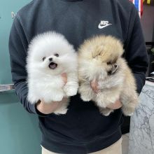Pomeranian Puppies for adoption Image eClassifieds4u 1