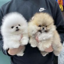 Pomeranian Puppies for adoption Image eClassifieds4u 2