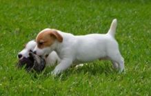 Jack Russell Terriers Image eClassifieds4U