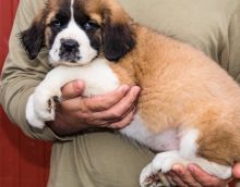 Cute male and female Saint bernard puppies