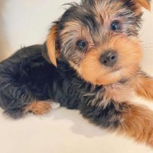 Cute Yorkie Puppies For Sale...Text...+1 (334) 441-4793