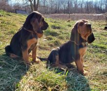 Get your lovely Bloodhound puppies Available.(createjonn@gmail.com)