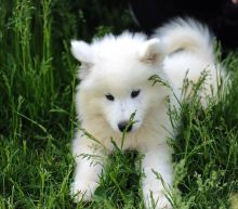 Get your MALE AND FEMALE CHOW CHOW PUPPIES AVAILABLE (createjonn@gmail.com)