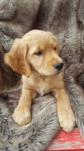 Golden Retriever puppies for sale