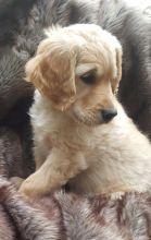 Golden Retriever puppies for sale