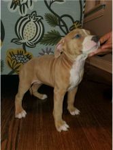 Male and Female Pitbull puppies for adoption