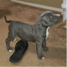 Male and Female Pitbull puppies for adoption text or call (902) 937-1365 andreas12201@gmail.com