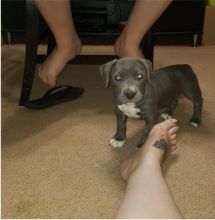 Male and Female Pitbull puppies for adoption text or call (902) 937-1365 andreas12201@gmail.com