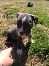Male and Female Pitbull puppies for adoption text or call (902) 937-1365 andreas12201@gmail.com