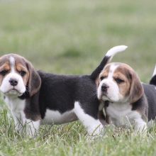 See your Beagle puppies for adoption.address ( createjonn@gmail.com)