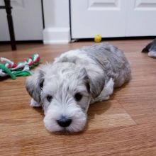 See your MALE AND FEMALE Schnauzer PUPPIES AVAILABLE (createjonn@gmail.com)