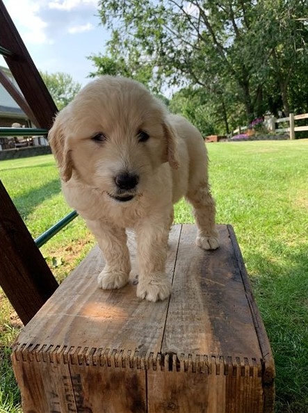 Gorgeous Golden Doodle puppies. Image eClassifieds4u