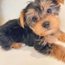 Cute Yorkie Puppies For Sale...Text...+1 (334) 441-4793 Image eClassifieds4u 1