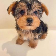 Cute Yorkie Puppies For Sale...Text...+1 (334) 441-4793 Image eClassifieds4u 2