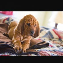 Get your lovely Bloodhound puppies Available.(createjonn@gmail.com) Image eClassifieds4u 2