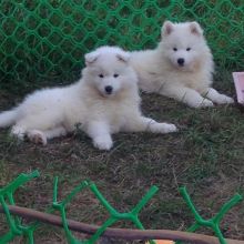 Get your MALE AND FEMALE CHOW CHOW PUPPIES AVAILABLE (createjonn@gmail.com) Image eClassifieds4u 2