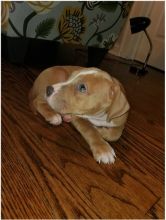 Male and Female Pitbull puppies for adoption text or call (902) 937-1365 andreas12201@gmail.com Image eClassifieds4u 2