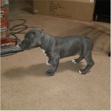Male and Female Pitbull puppies for adoption text or call (902) 937-1365 andreas12201@gmail.com Image eClassifieds4u 1