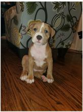 Male and Female Pitbull puppies for adoption text or call (902) 937-1365 andreas12201@gmail.com Image eClassifieds4u 2