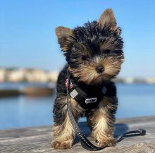 Yorkies for Adoption For Adoption For more information createjonn@gmail.com Image eClassifieds4u 1