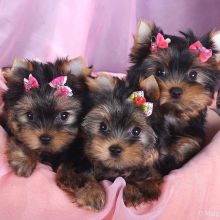 Yorkies for Adoption For Adoption For more information createjonn@gmail.com Image eClassifieds4u 2
