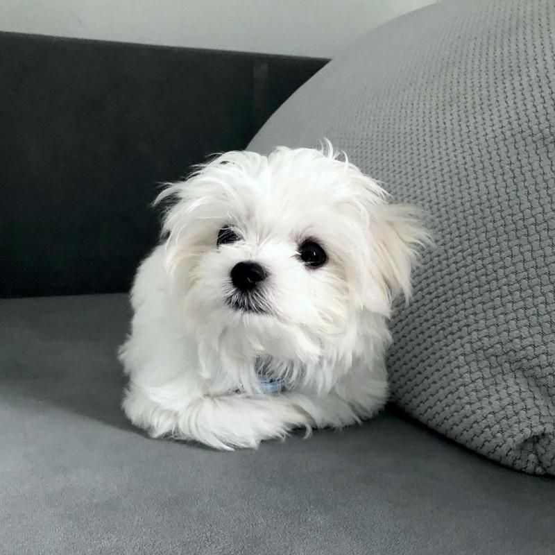 male and female home raise Bichon Frise puppies, Image eClassifieds4u