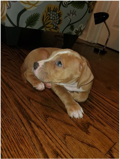 Male and Female Pitbull puppies for adoption text or call (902) 937-1365 andreas12201@gmail.com Image eClassifieds4u