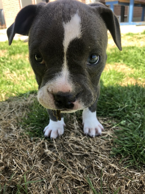 Male and Female Pitbull puppies for adoption text or call (902) 937-1365 andreas12201@gmail.com Image eClassifieds4u