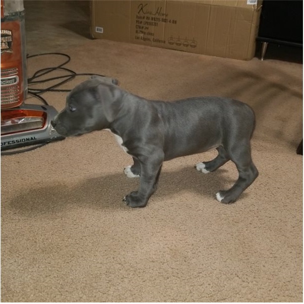 Male and Female Pitbull puppies for adoption text or call (902) 937-1365 andreas12201@gmail.com Image eClassifieds4u