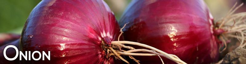 Red Onion Exporters & Suppliers from India|Shibhi Impex Image eClassifieds4u