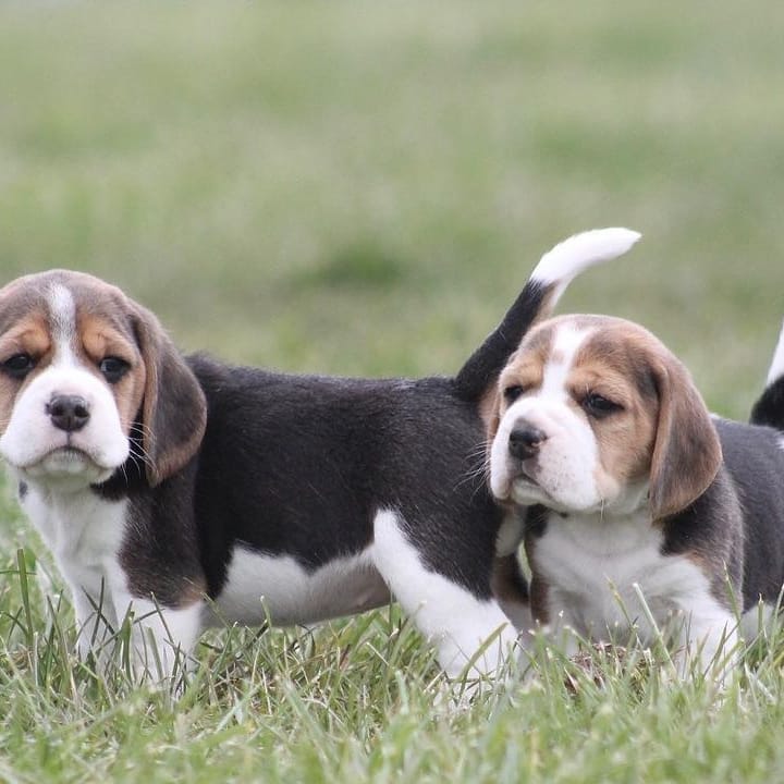 See your Beagle puppies for adoption.address ( createjonn@gmail.com) Image eClassifieds4u