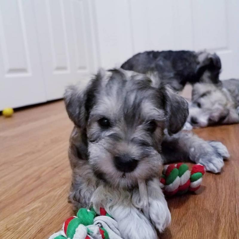 See your MALE AND FEMALE Schnauzer PUPPIES AVAILABLE (createjonn@gmail.com) Image eClassifieds4u