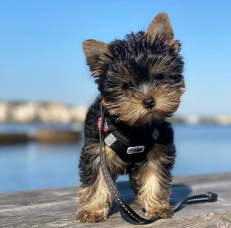 Yorkies for Adoption For Adoption For more information createjonn@gmail.com Image eClassifieds4u