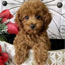 Get Tzu Puppies Male And Female Puppies For Adoption ( createjonn@gmail.com )