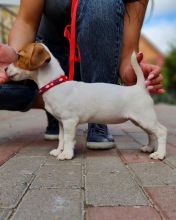 Jack Russell Puppies For Adoption